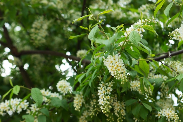 Blossoming bird cherry branches against the blue sky in a public park