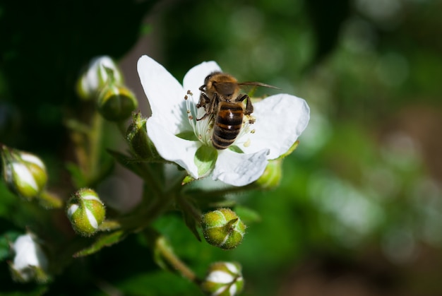 Blossoming blackberry bush and bee, sunny spring day