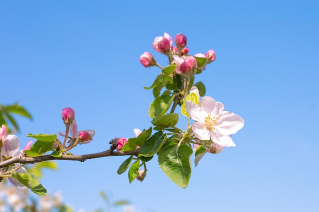 Blossoming branch of an apple tree against the background of a clear sky. Spring background.