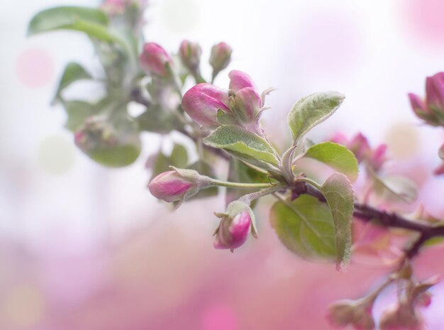 Blossoming branch of an apple tree Spring background