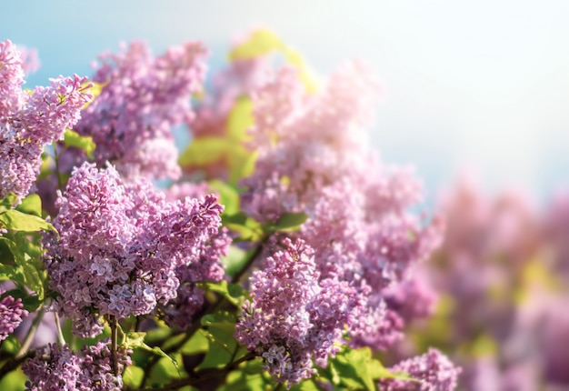 Blossoming branch of a purple lilac