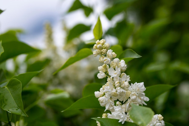 Blossoming branch of a white lilac closeup