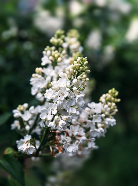 Blossoming branch of a white lilac