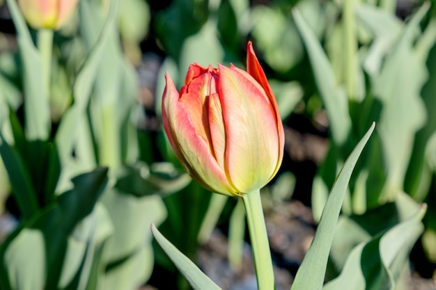 Blossoming bud of red tulip planted in the ground in rays of the setting sun. City flower bed with tulips. 