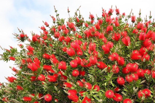 Blossoming callistemon flower on in garden