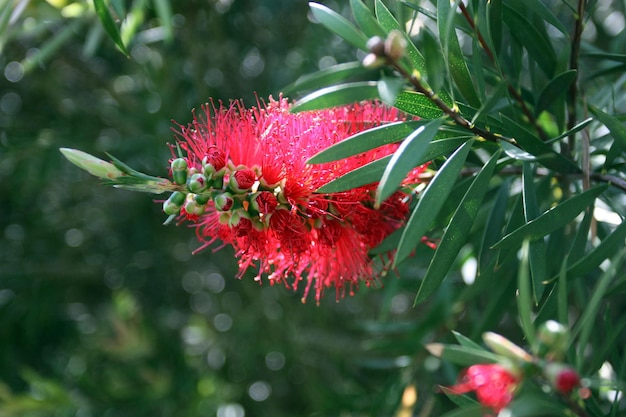 Blossoming callistemon flower on in garden