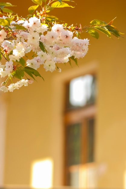 Blossoming cherry on the background of windows Pink sakura flowers on a blurred background Sunny morning in a blooming garden Copy space