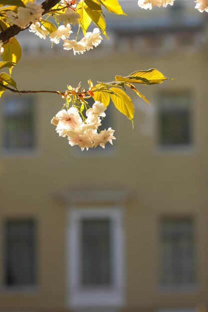 Blossoming cherry on the background of windows Pink sakura flowers on a blurred background Sunny morning in a blooming garden Copy space