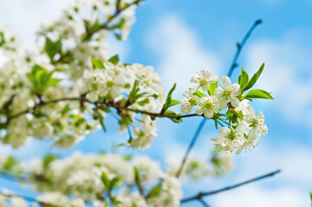 Blossoming of cherry flowers in spring time against blue sky