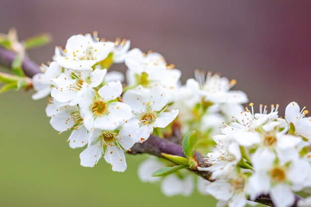 blossoming of cherry flowers in spring time, macro shoot, nature.