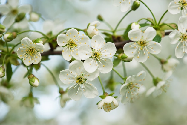 Blossoming of cherry flowers in spring time with green leaves, macro