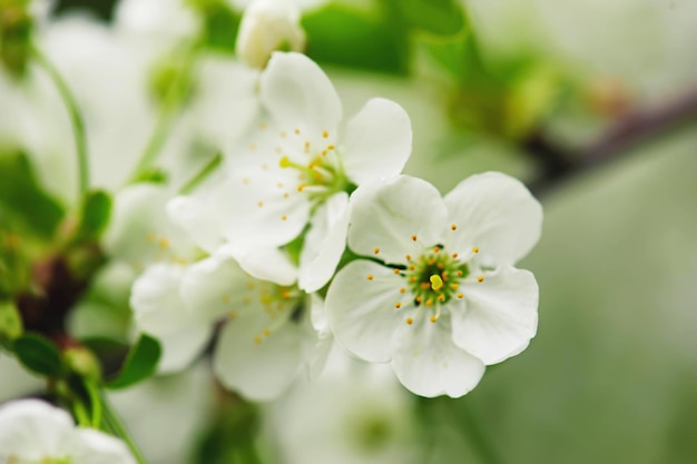 Blossoming of cherry flowers in spring time with green leaves, natural floral seasonal background