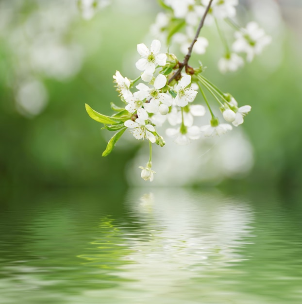 Blossoming of cherry flowers in spring time with green leaves and water reflection