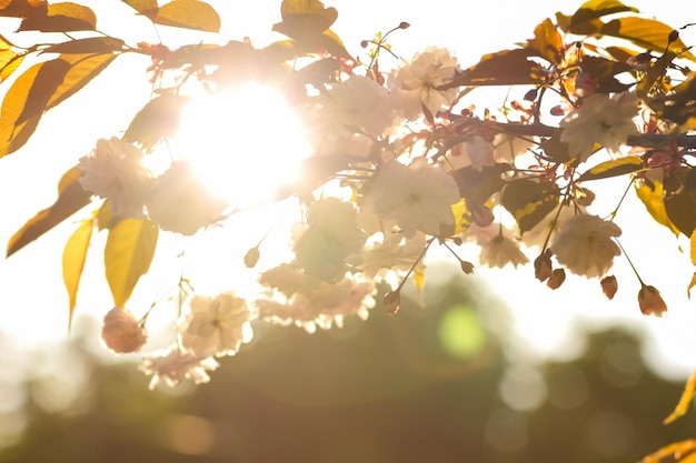 Blossoming cherry in the sun Pink sakura flowers on a blurred background Sunny morning in a blooming garden Copy space