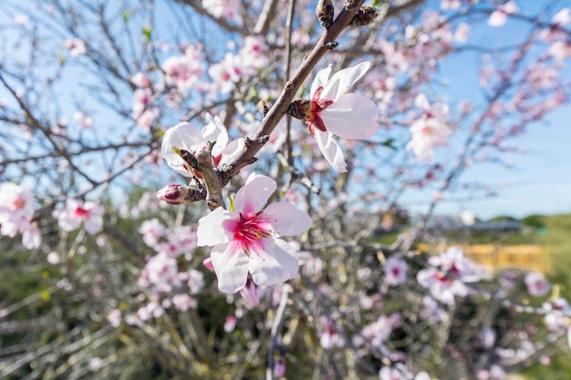 Blossoming cherry tree in spring