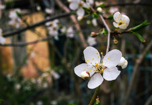 blossoming cherry tree with blurred background