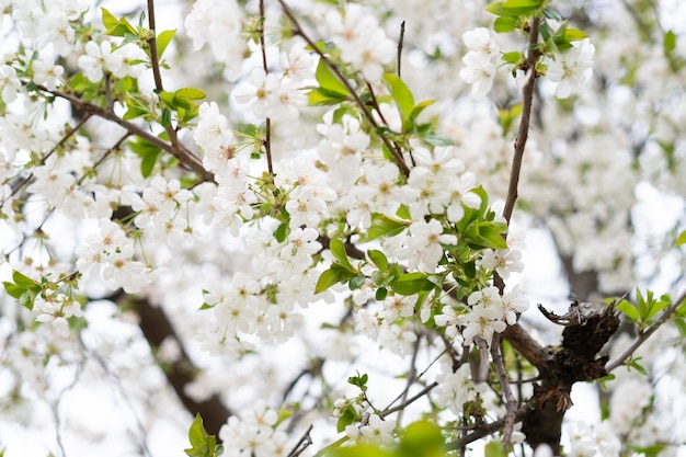 Blossoming cherry tree