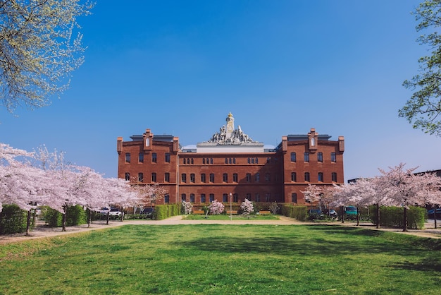 Blossoming Cherry Trees in Potsdam