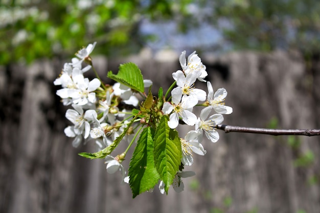 Blossoming cherry twig in the garden