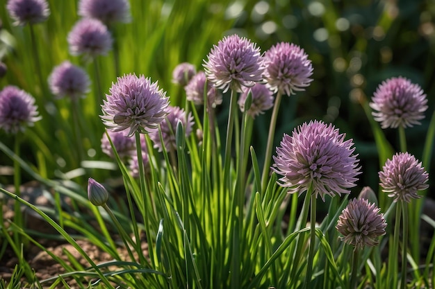 Blossoming Chive Herbs in Garden