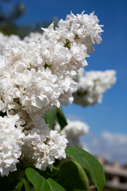 Blossoming common syringa vulgaris lilacs bush white cultivar springtime landscape