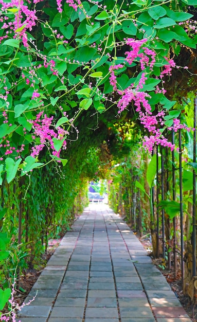 Blossoming Coral Vine or Mexican Creeper Flowers Climbing Around the Arch of a Garden Path