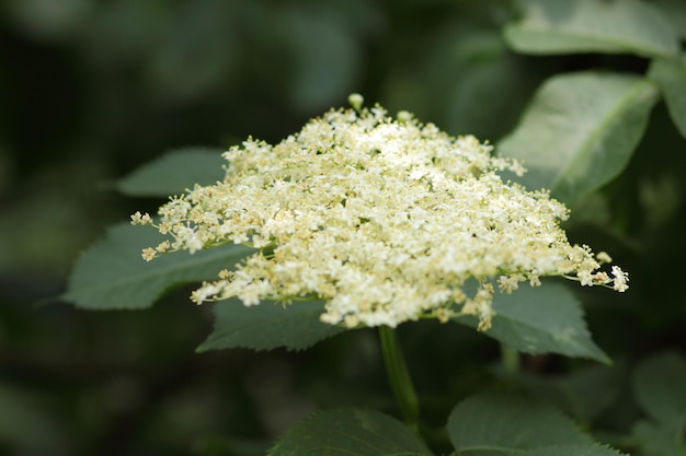 Blossoming elder flower closeup Branch of blossoming elderberry Sambucus Medicinal herbs in alternative and traditional medicine