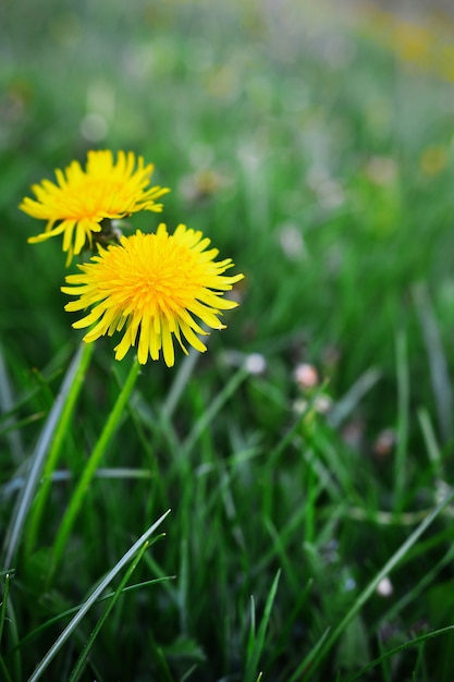 Blossoming flower dandelions in the garden in a spring season