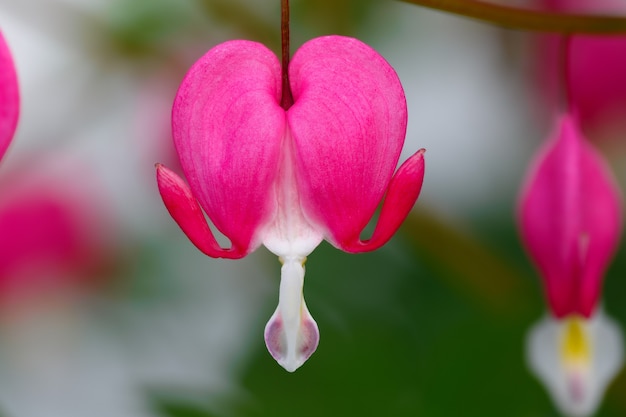 The blossoming flower of the Dicentra