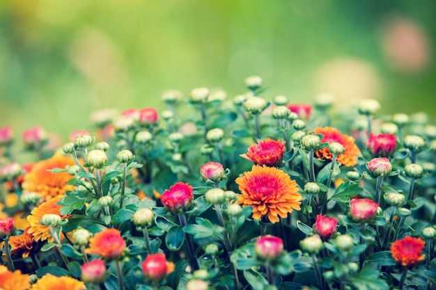 Blossoming flowers in a garden