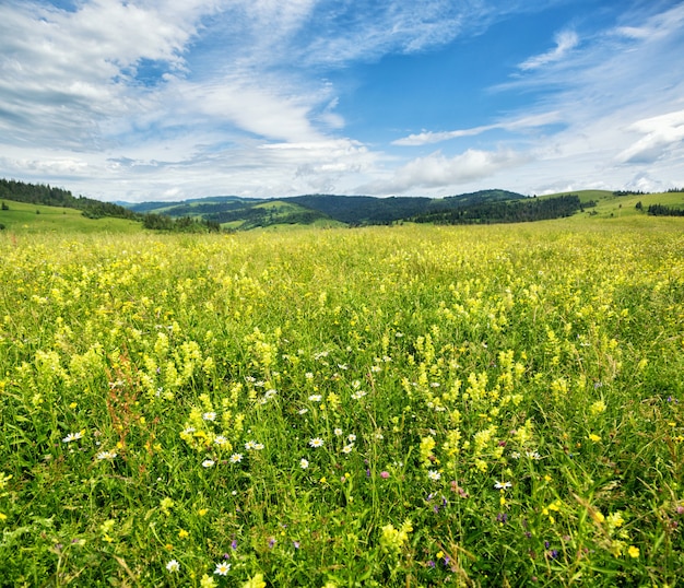 Blossoming glade against mountain range. Summer landscape in the mountains of the Carpathians.