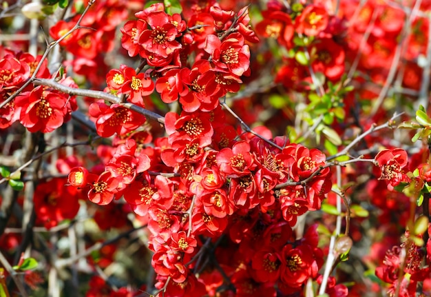 Blossoming Japanese Quince (Chaenomeles) branch with red flowers in spring