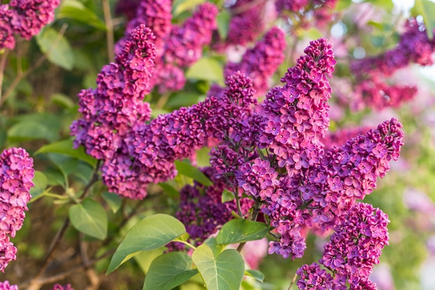 Blossoming lilac bush, in spring garden, selected focus