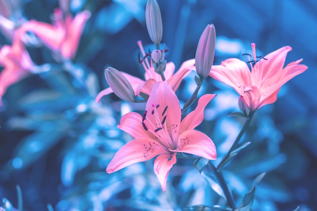 Blossoming Lily flowers in the garden Nature background