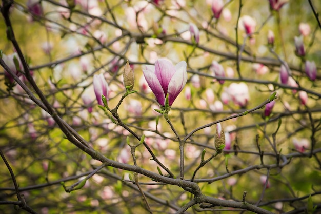 Blossoming of magnolia flowers in spring time, floral background