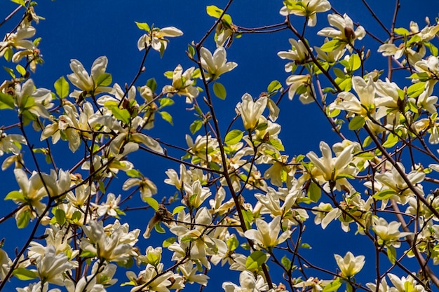 Blossoming of magnolia flowers in spring time