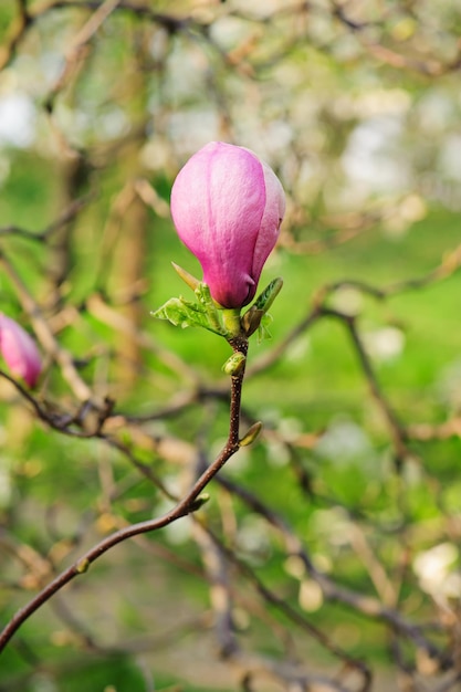 Blossoming of magnolia flowers in spring time