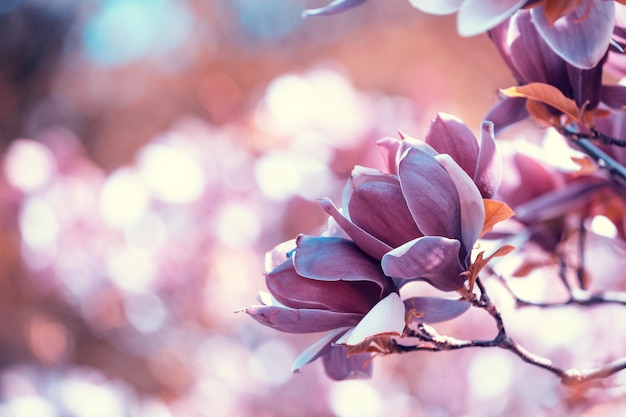 Blossoming magnolia flowers Springtime Natural vintage flowers background