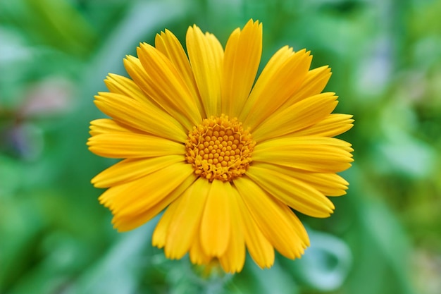 Blossoming orange marigold flower closeup on a green meadow Medicinal plants