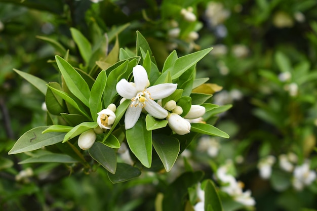 Blossoming orange tree flowers orange blossoms closeup of Orange tree branches with flowers