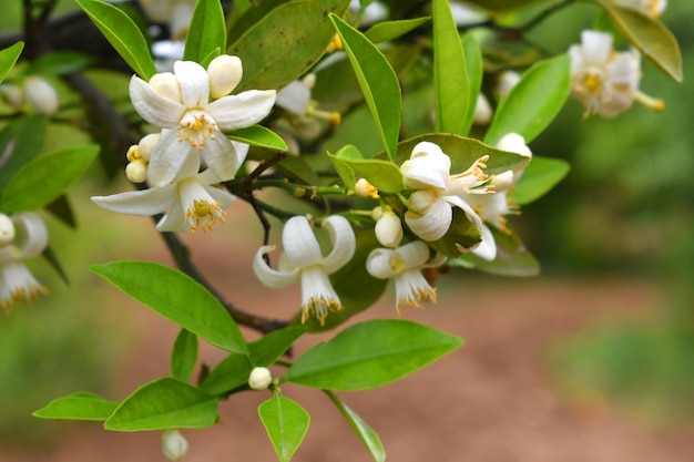 Blossoming orange tree flowers orange blossoms closeup of Orange tree branches with flowers