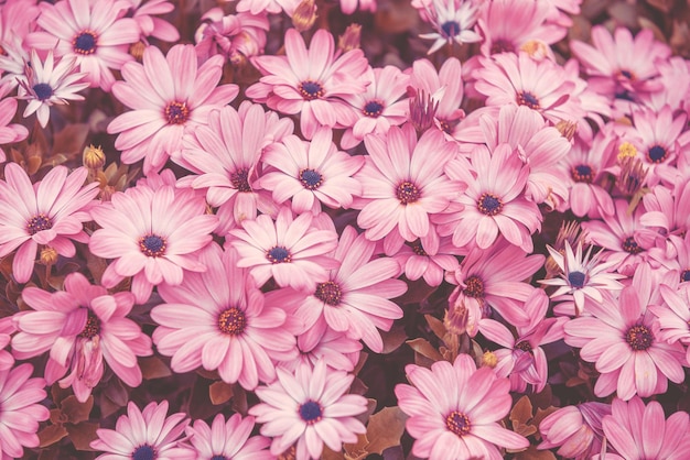 Blossoming Osteospermum African daisies flowers Floral nature background