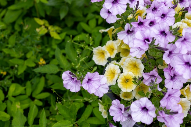 Blossoming petunia flowers green background.