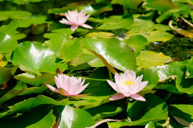 Blossoming of pink lily flowers in the swamp natural background