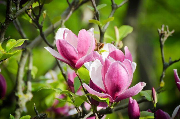 Blossoming of pink magnolia flowers in spring time, floral background