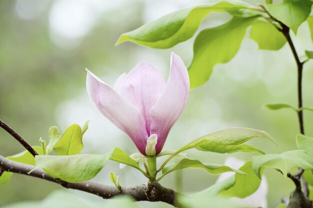 Blossoming of pink magnolia flowers in spring time floral seasonal background