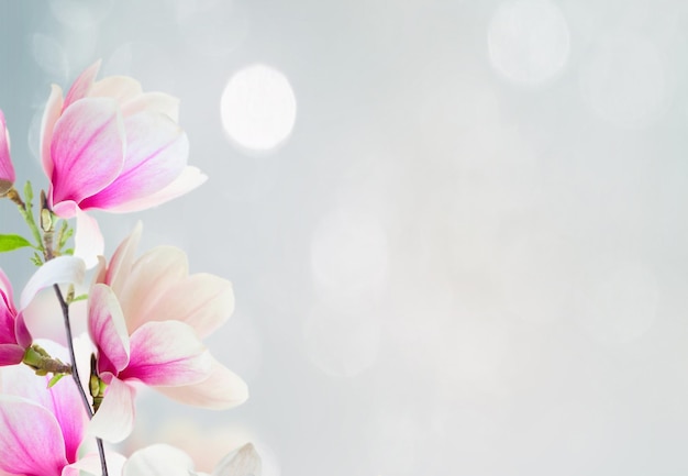 Blossoming pink magnolia Flowers