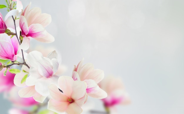 Blossoming pink magnolia Flowers