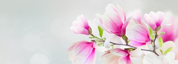 Blossoming pink magnolia Flowers