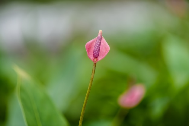 Blossoming plant of pink Anthurium or Flamingo flowers